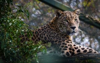 Photo Leopard print