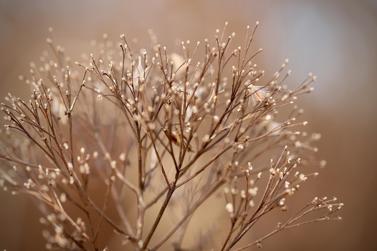 Droogbloemenkrans siert helder verlicht raam.