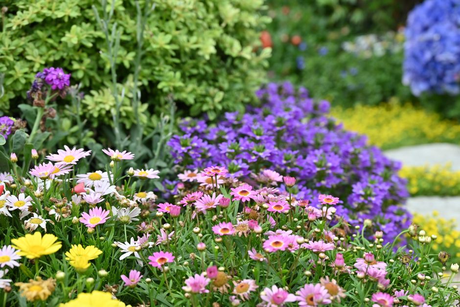 Bloeiende rozen en ranke pergola voor zomerontsnapping.