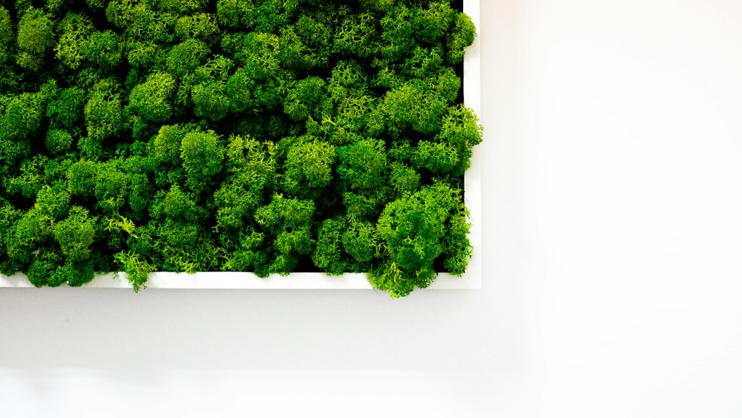 Groene mos kunstwerk boven een witte bank. Groene mos kunstwerk boven een witte bank.