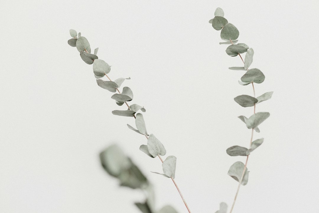 Eucalyptus prints aan lichte, rustgevende muur. Eucalyptus prints aan lichte, rustgevende muur.